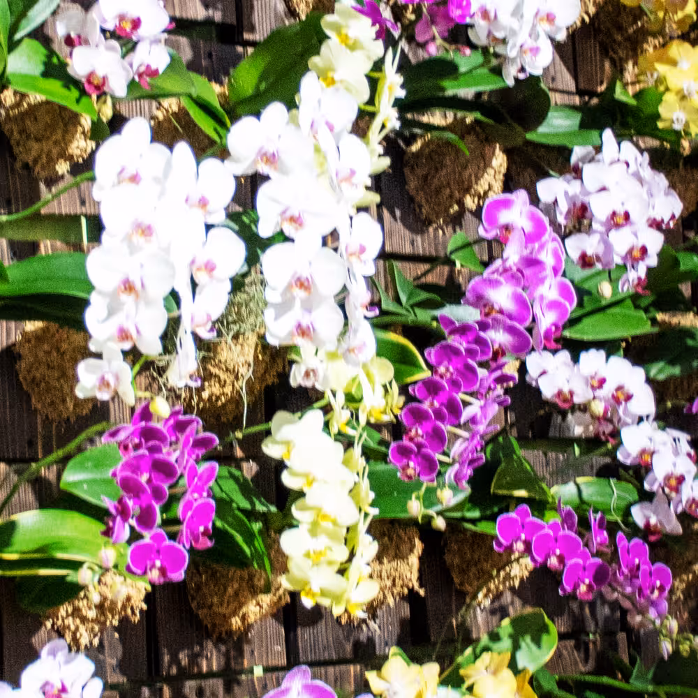 irohana デジタルフォトアルバム vol.1 6ページ目