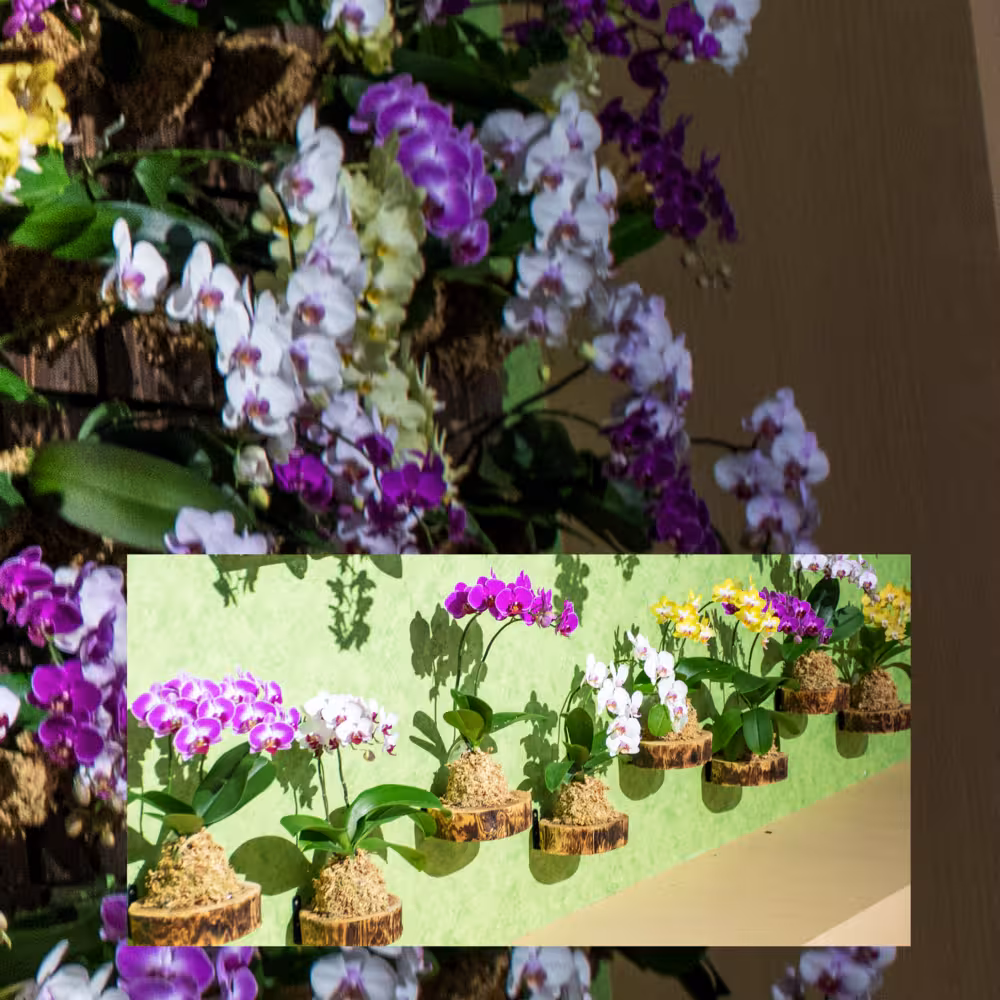 irohana デジタルフォトアルバム vol.1 7ページ目