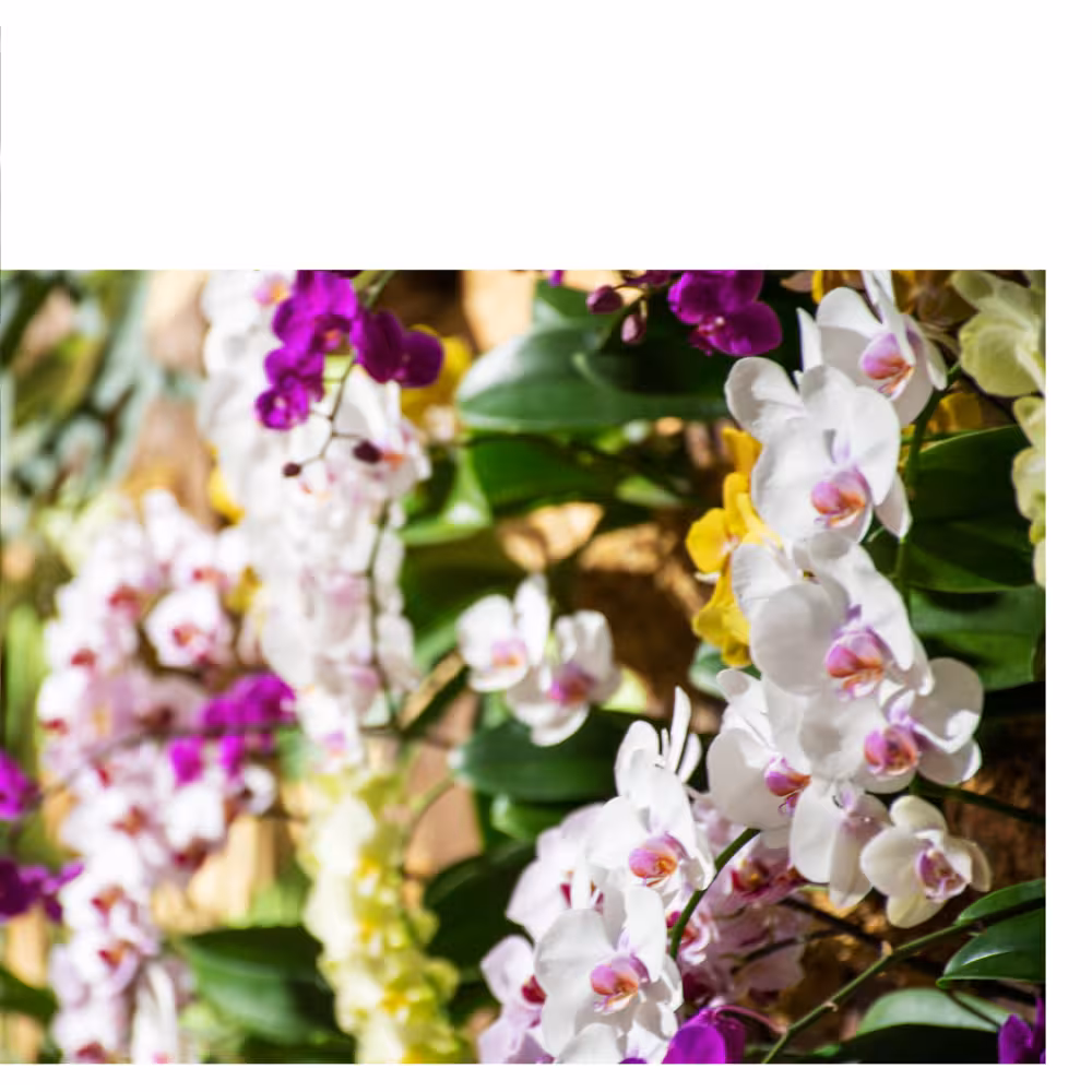 irohana デジタルフォトアルバム vol.1 9ページ目